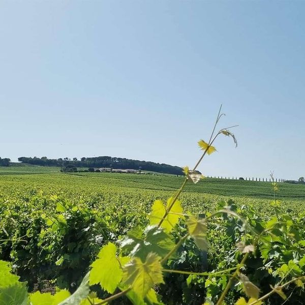 VINI DI TERRA E DI MARE Feudo Arancio